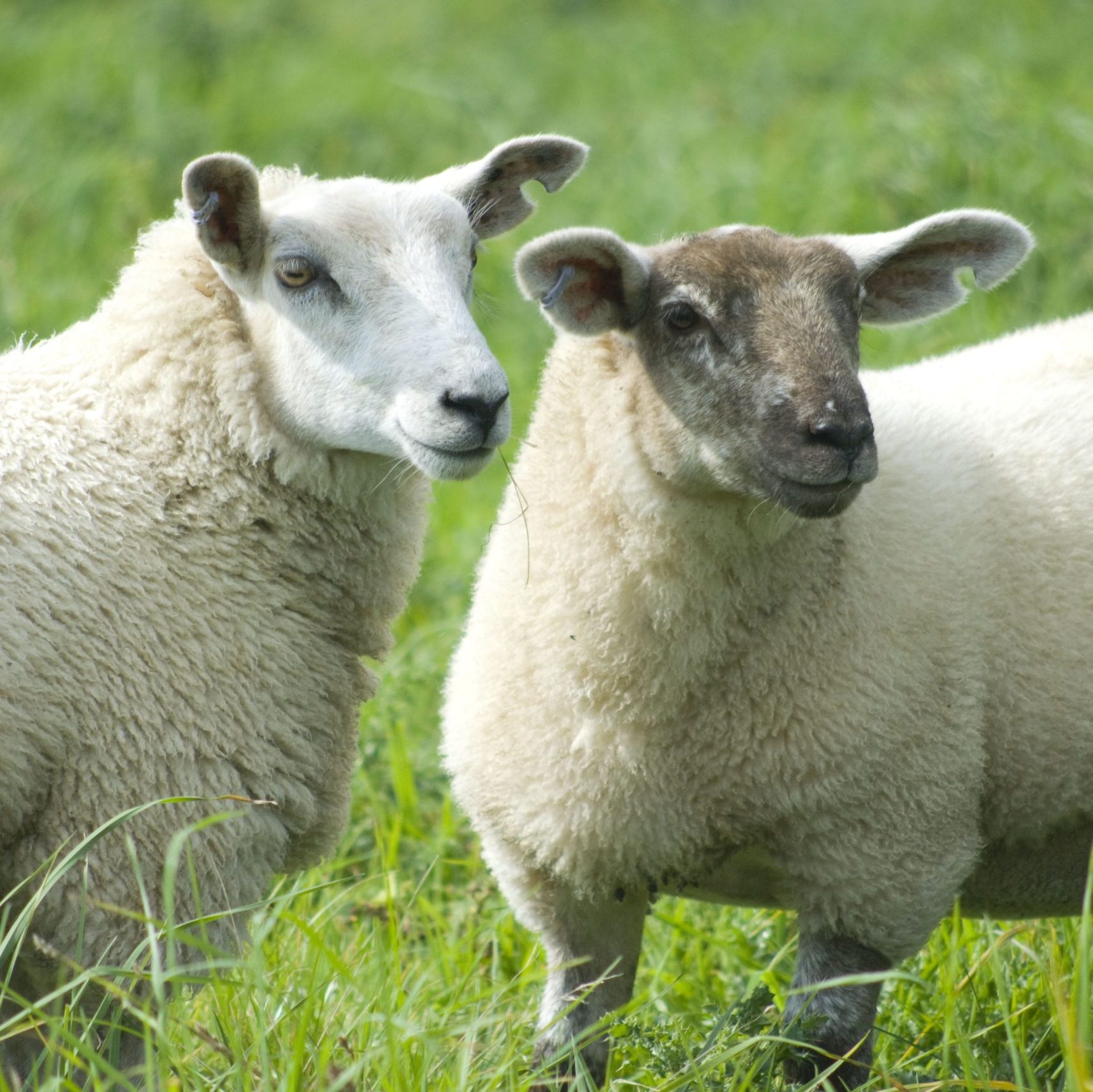 Lamb Masterclass